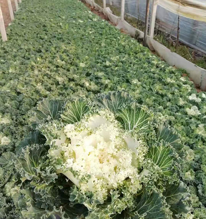 羽衣甘藍